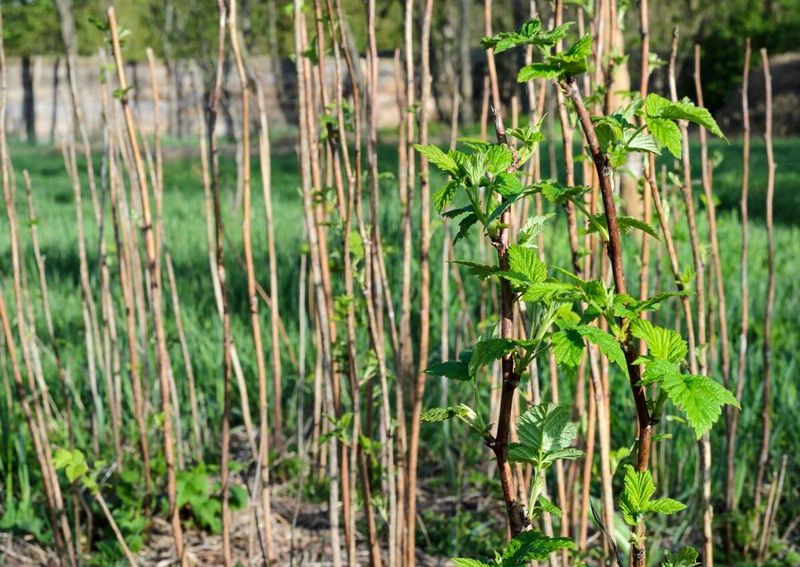Summer-bearing raspberries need their first-year canes