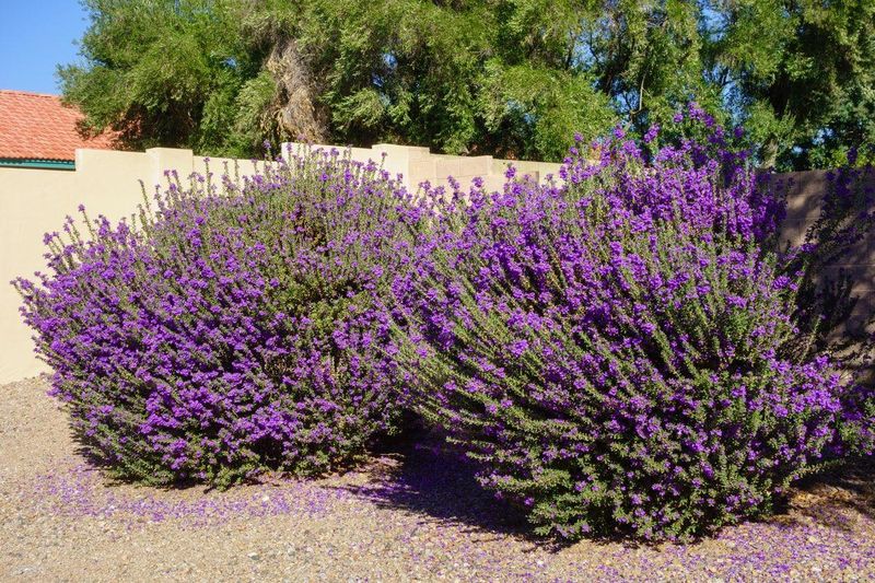 Sun, drainage, and mature width shape the planting plan Sun, drainage, and mature width shape the planting plan