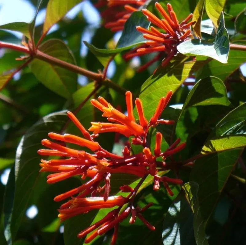 Sun helps flowering; extra fertilizer is no shortcut Sun helps flowering; extra fertilizer is no shortcut