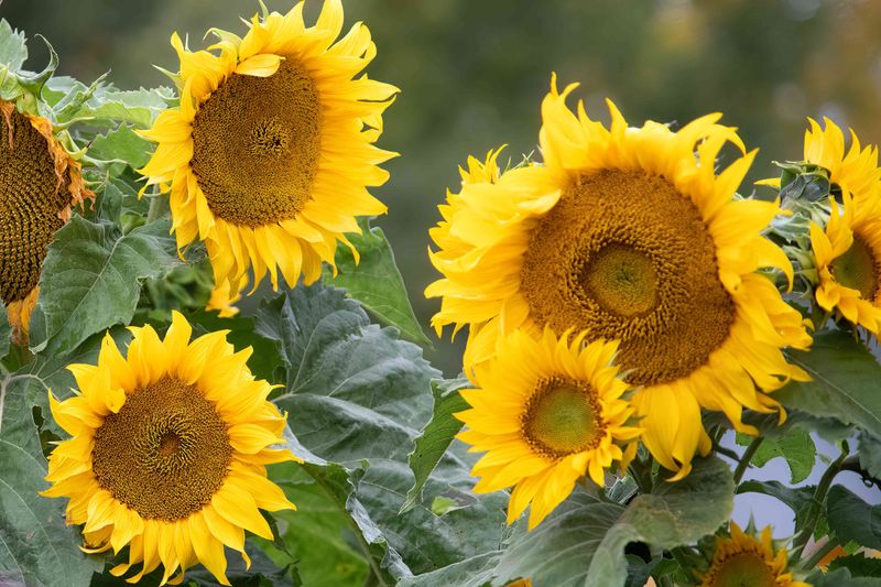 Sunflowers