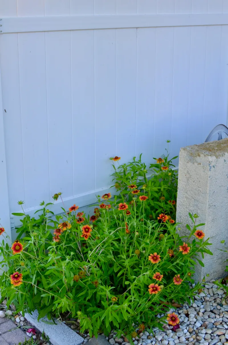 Sunny, well-drained beds suit its growing habits