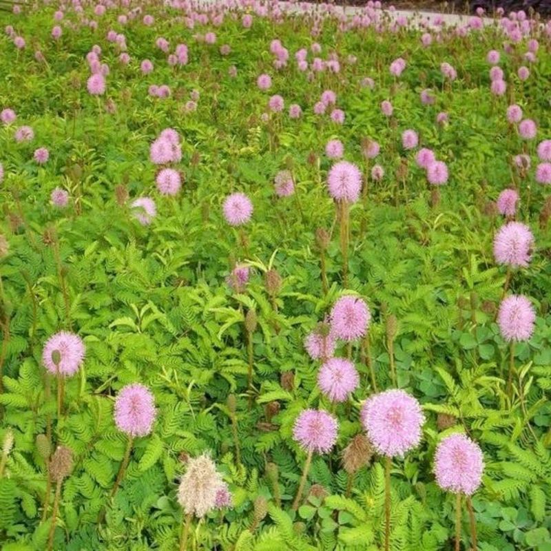 Sunshine mimosa offers a fast-spreading living cover