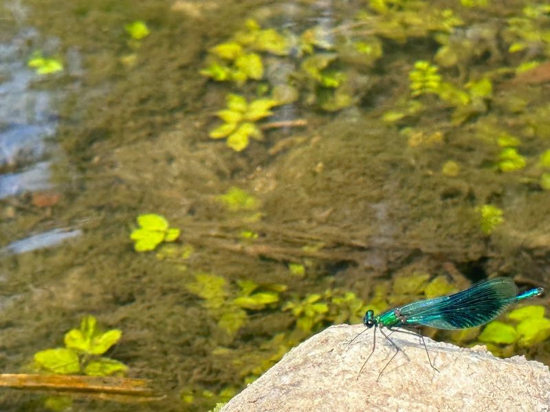 Support damselflies for habitat, not a pest-control promise