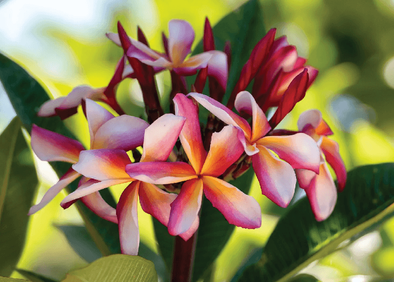 Support next season’s flowers without promising more Support next season’s flowers without promising more