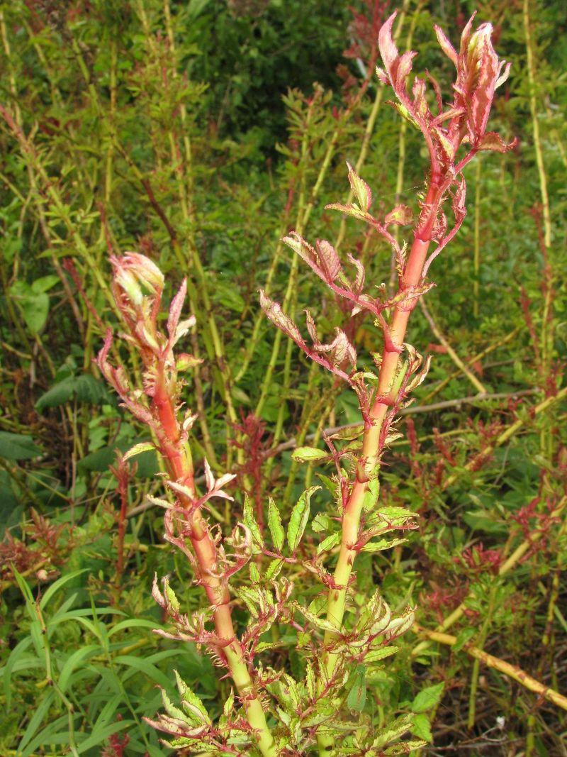 Support plant health without promising a spring display