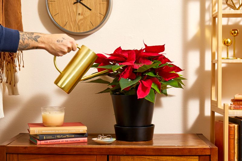 Support reblooming with care throughout the year