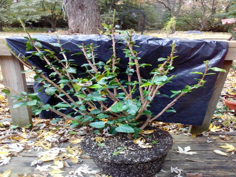Support recovery and future flowering without guarantees