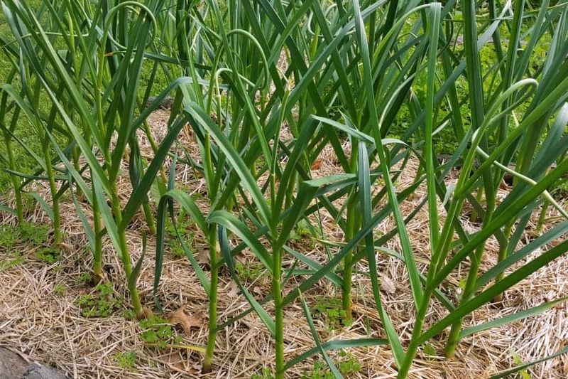 Support spring growth without promising bigger bulbs Support spring growth without promising bigger bulbs