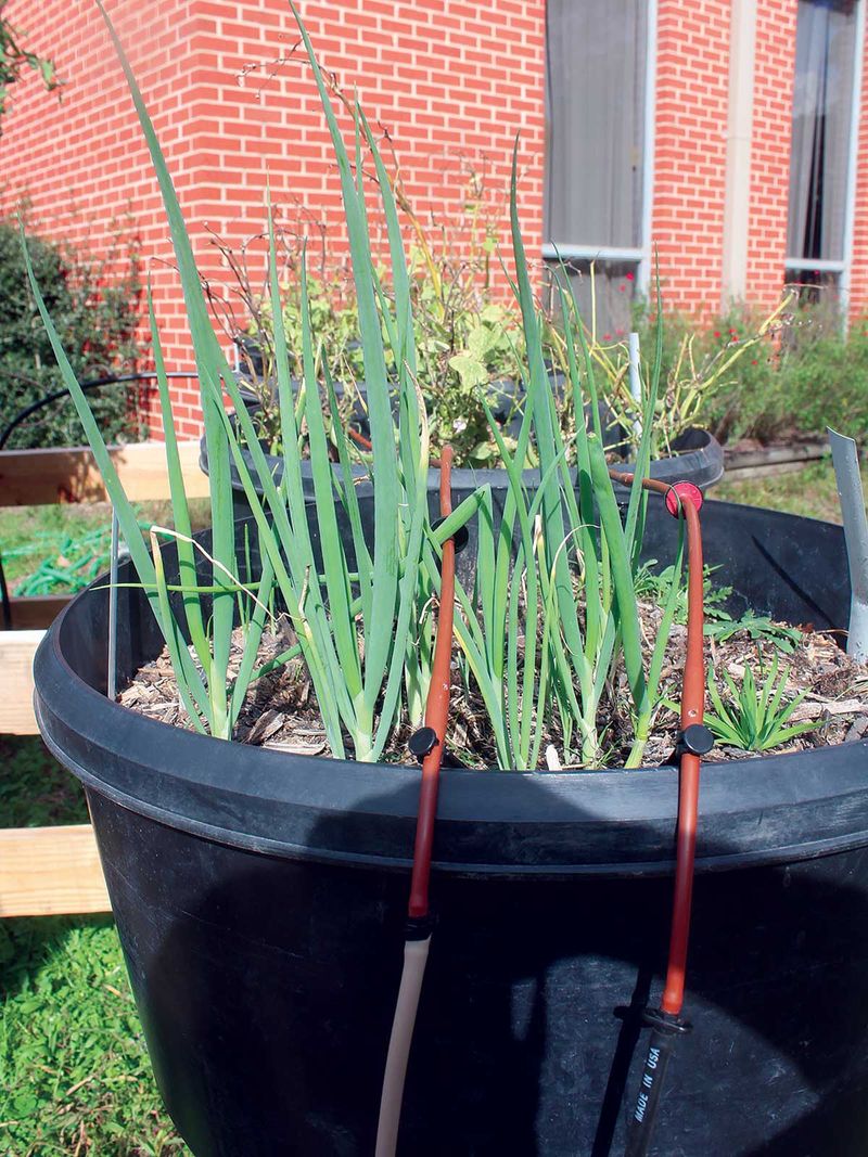 Support the leaves that build the bulb Support the leaves that build the bulb