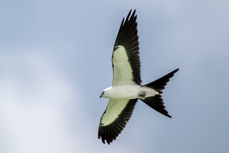 Swallow-tailed kites leave before October Swallow-tailed kites leave before October