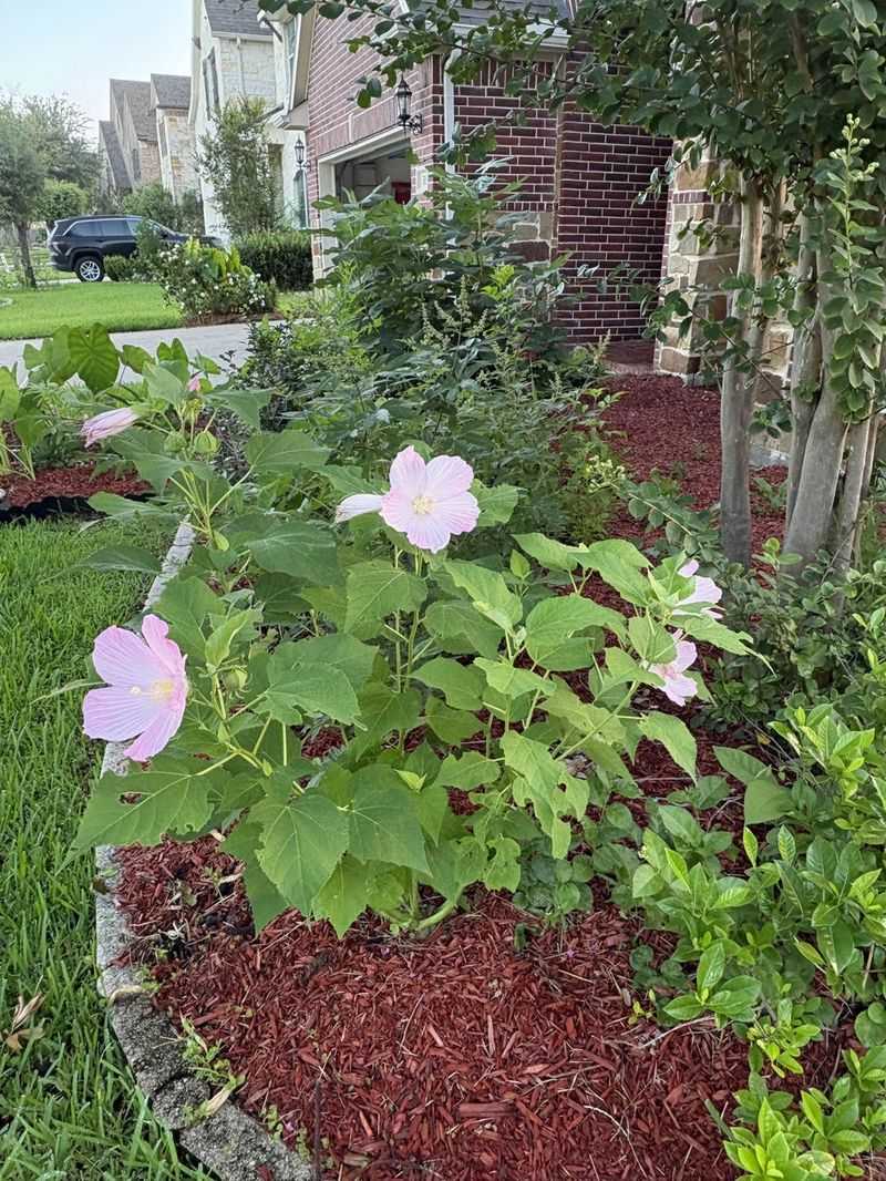 Swamp Hibiscus Swamp Hibiscus