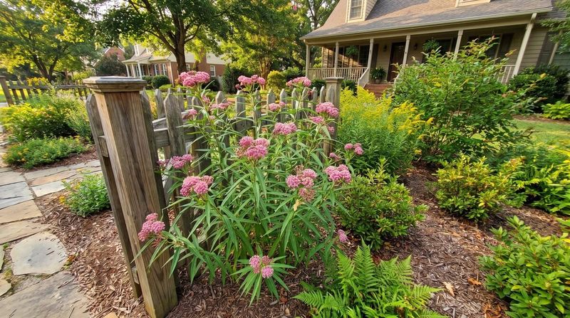 Swamp Milkweed