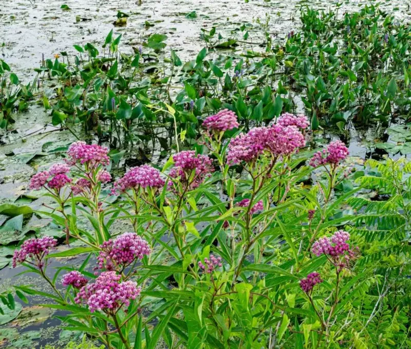 Swamp Milkweed (Asclepias incarnata) Swamp Milkweed (Asclepias incarnata)