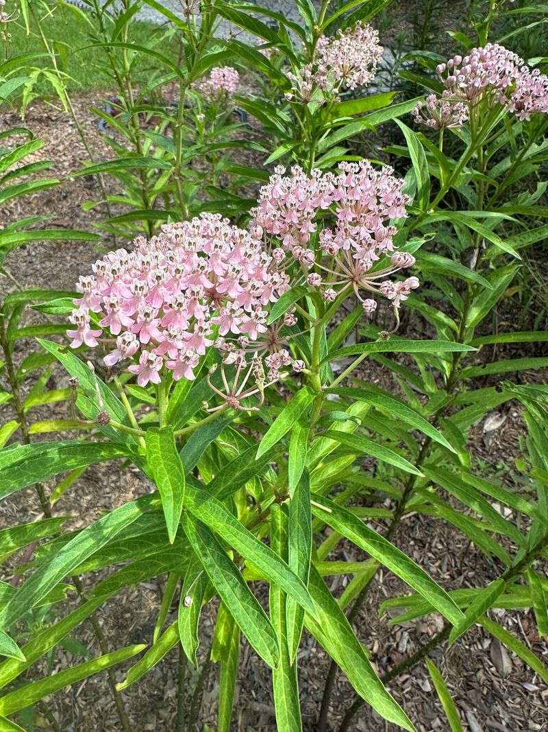 Swamp Milkweed