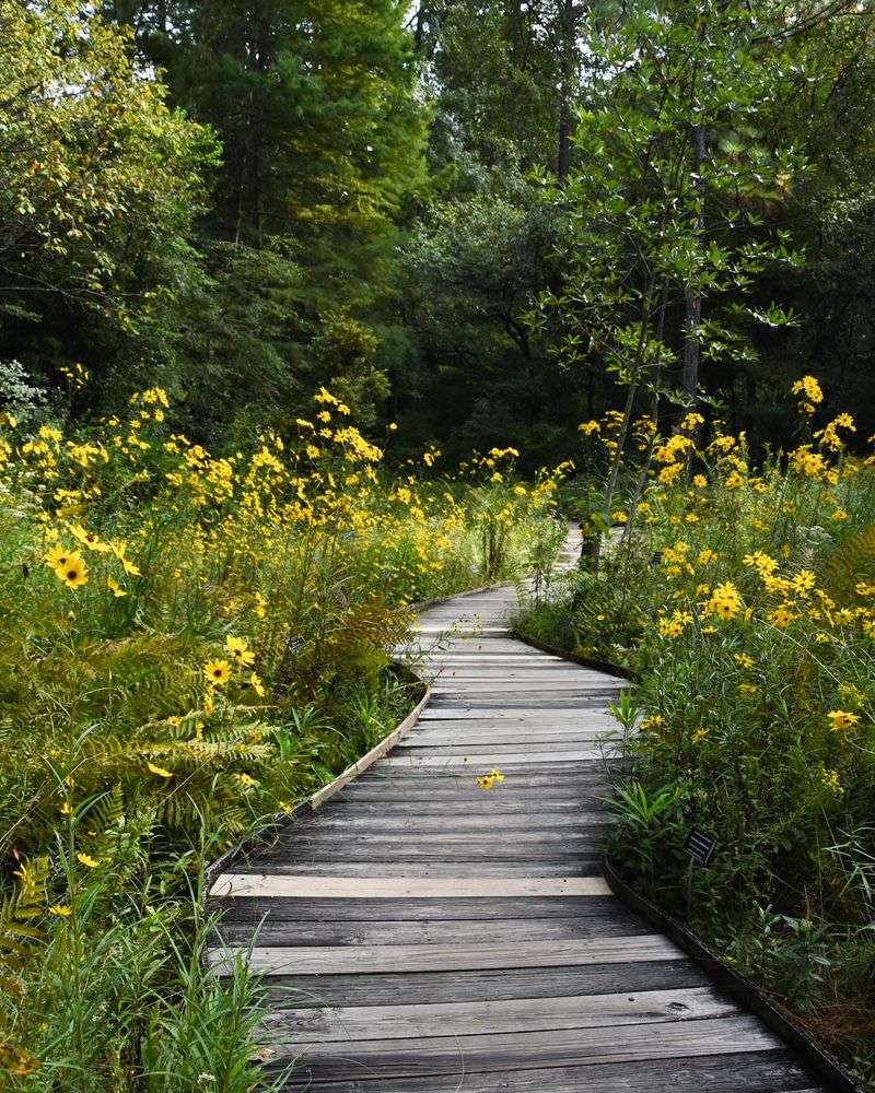 Swamp Sunflower