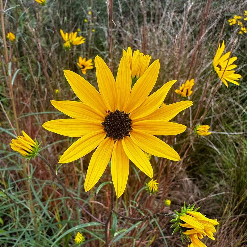 Swamp Sunflower