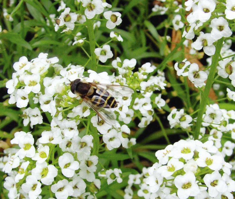 Sweet Alyssum Sweet Alyssum