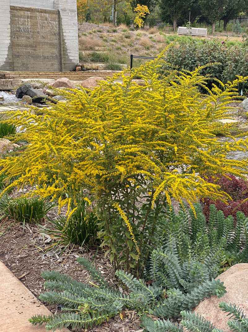 Sweet Goldenrod