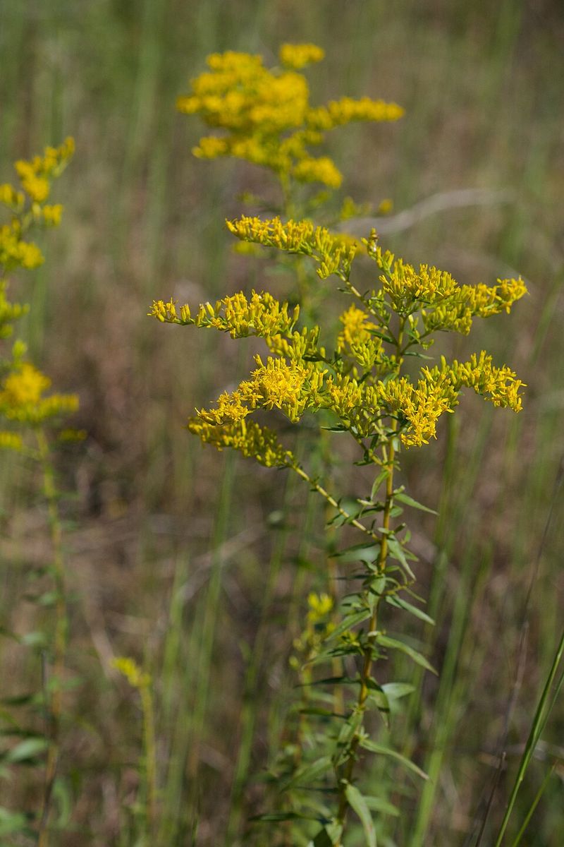 Sweet Goldenrod Sweet Goldenrod
