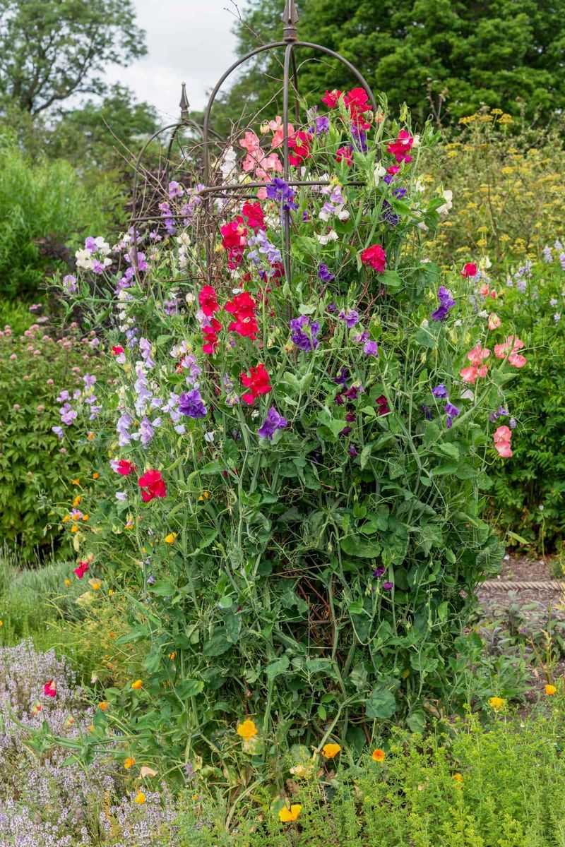 Sweet Peas
