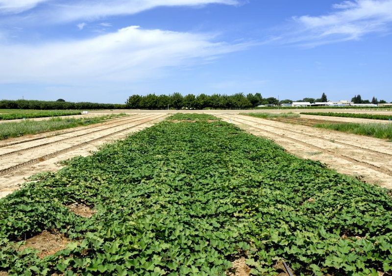 Sweet Potatoes