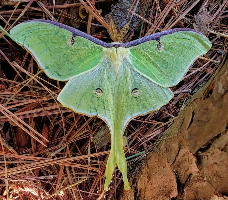 Sweetgum feeds luna moth caterpillars Sweetgum feeds luna moth caterpillars