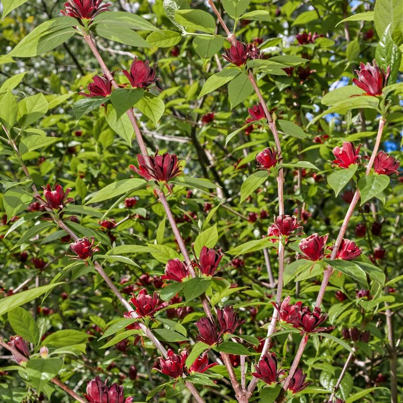 Sweetshrub Sweetshrub