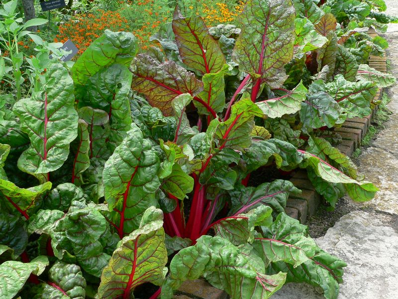 Swiss Chard and Spinach Swiss Chard and Spinach