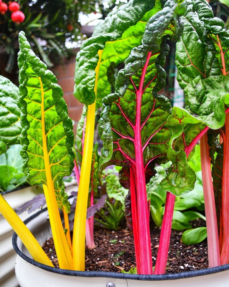 Swiss Chard Swiss Chard