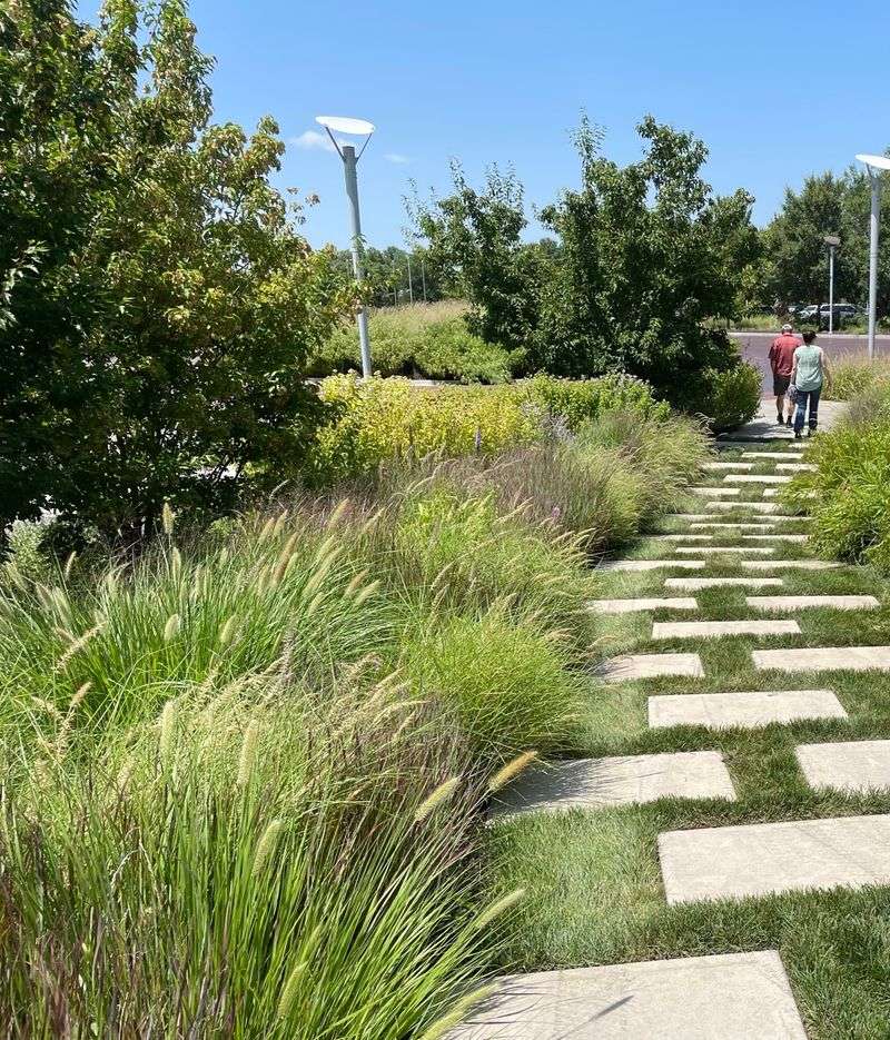 Switchgrass