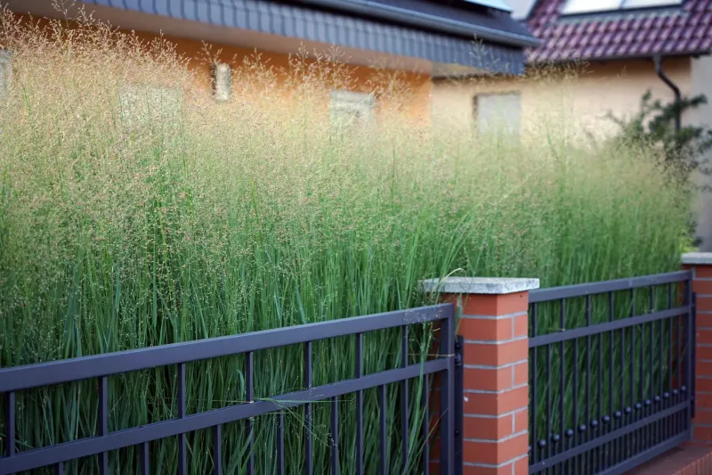 Switchgrass has its own size and growth traits Switchgrass has its own size and growth traits