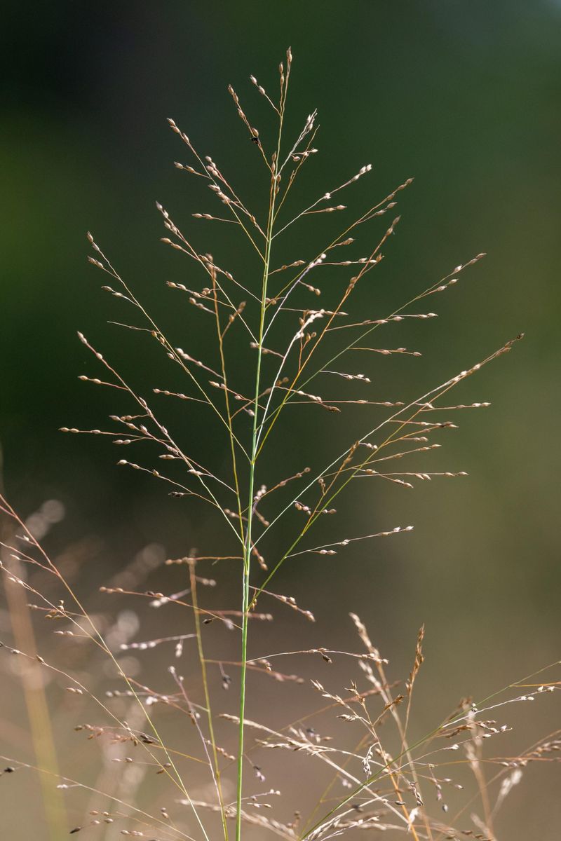 Switchgrass Switchgrass