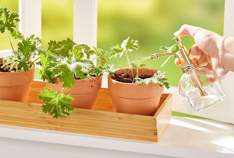 Take Cuttings as a Backup Take Cuttings as a Backup