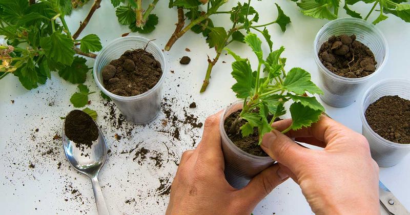 Take Cuttings for a Fresh Start