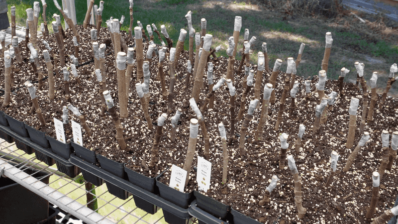 Take Cuttings to Grow More Trees