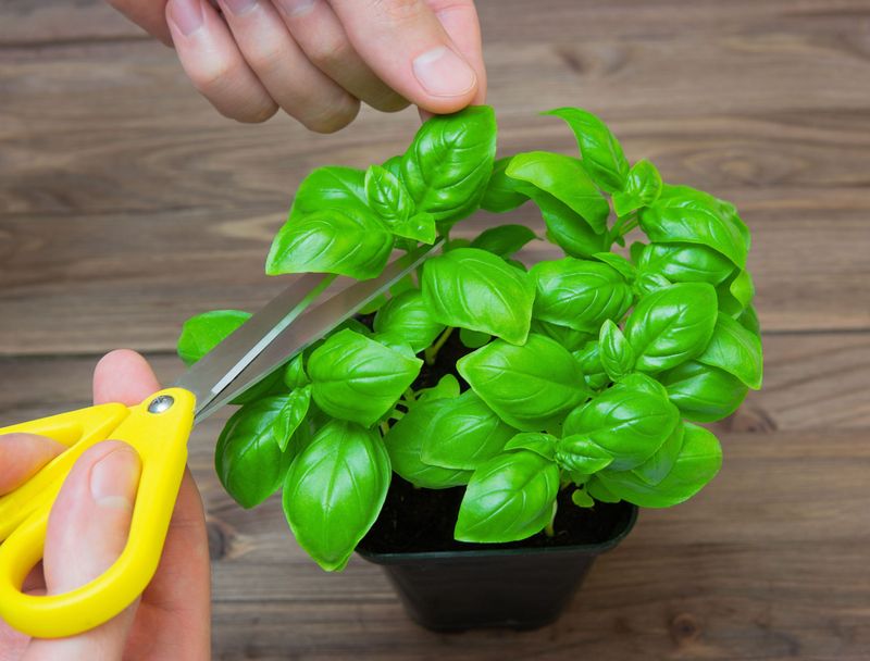 Take cuttings before cold damages outdoor basil Take cuttings before cold damages outdoor basil
