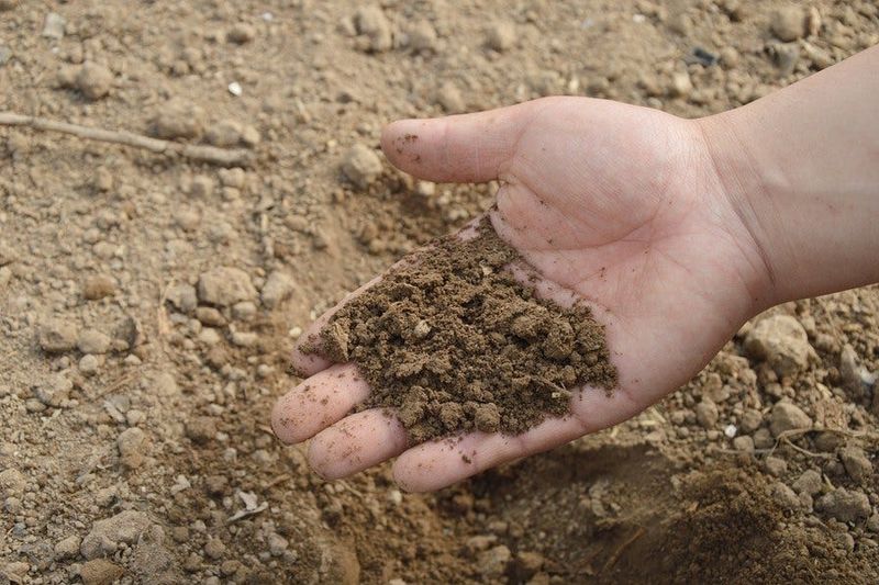 Test and Adjust Your Soil Test and Adjust Your Soil