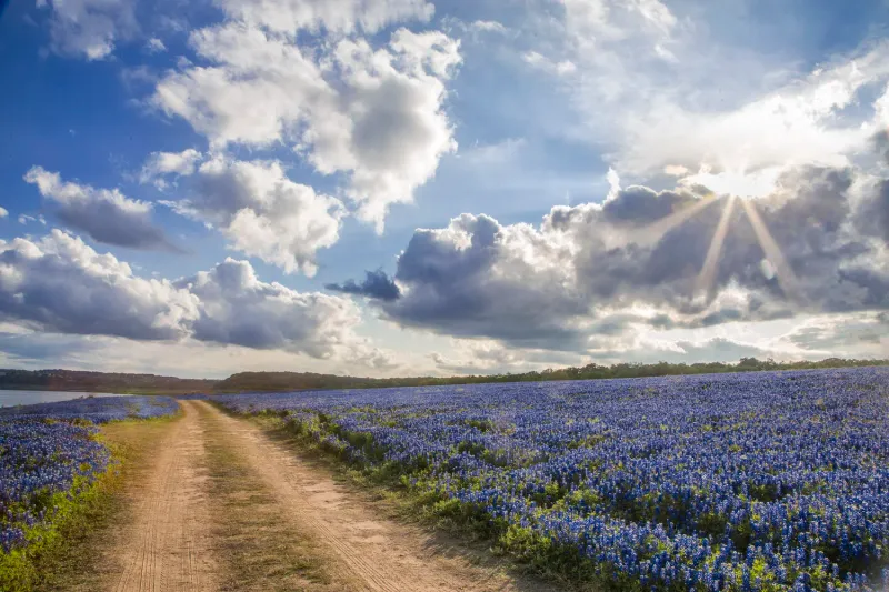 Texas Bluebonnet Seeds