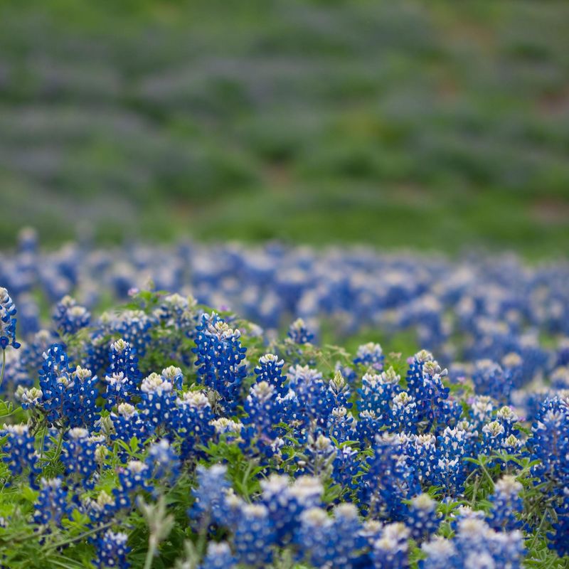 Texas Bluebonnet