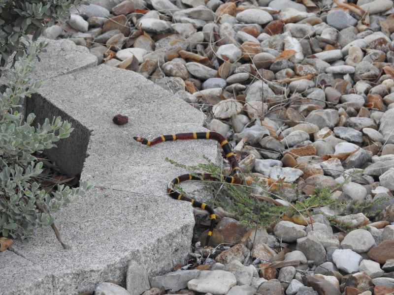 Texas Coral Snake