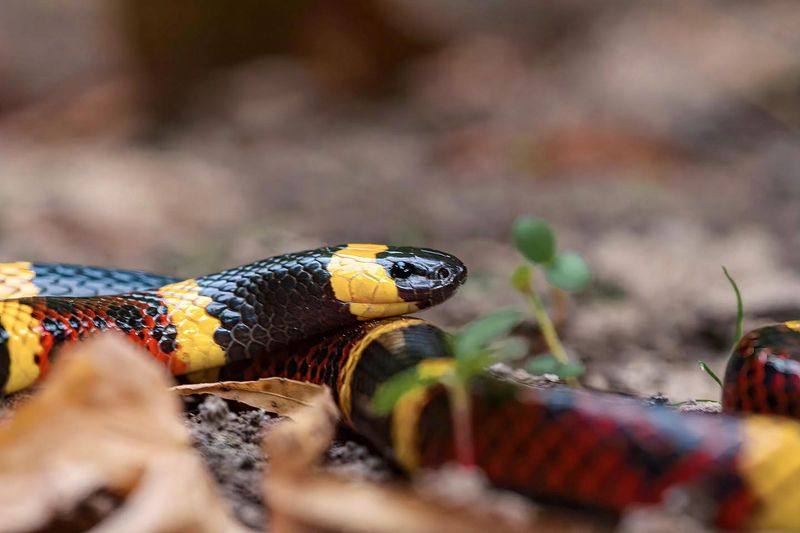 Texas Coral Snake
