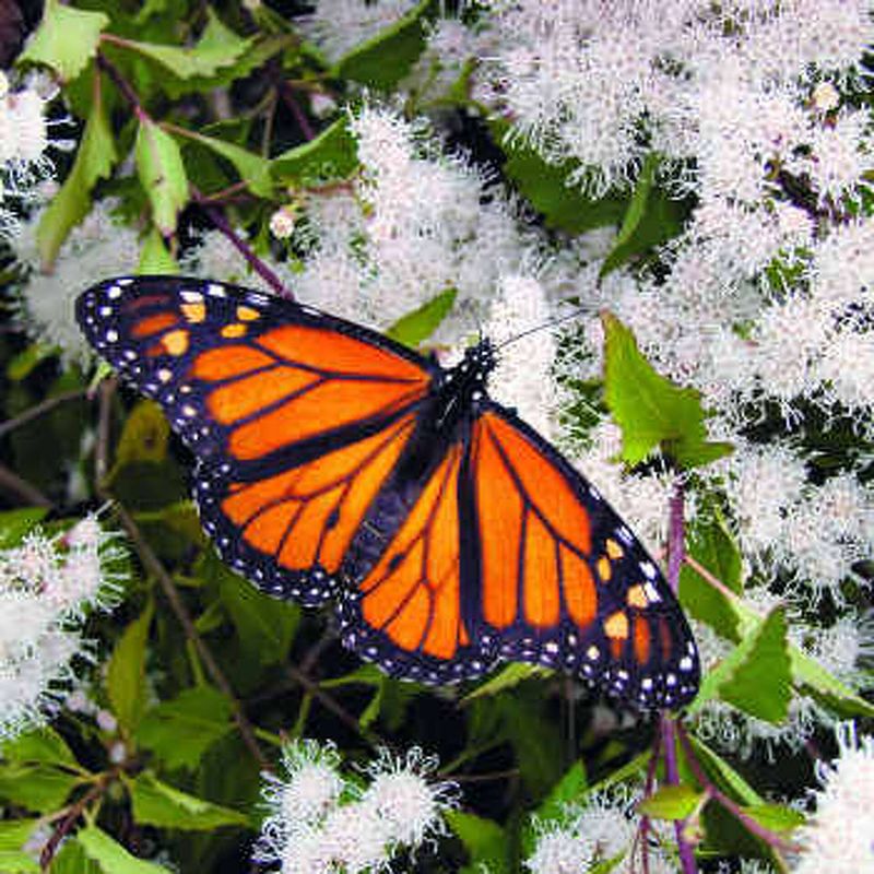 Texas Discovery Gardens Fall Sale, Dallas