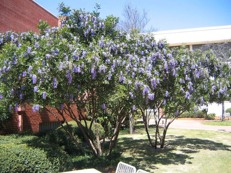 Texas Mountain Laurel