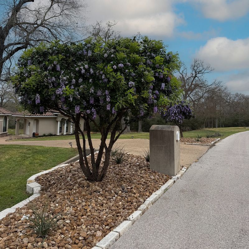 Texas Mountain Laurel Texas Mountain Laurel