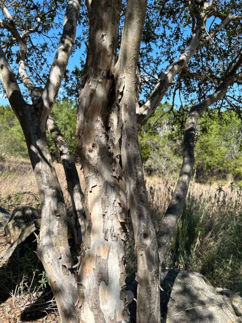 Texas Persimmon