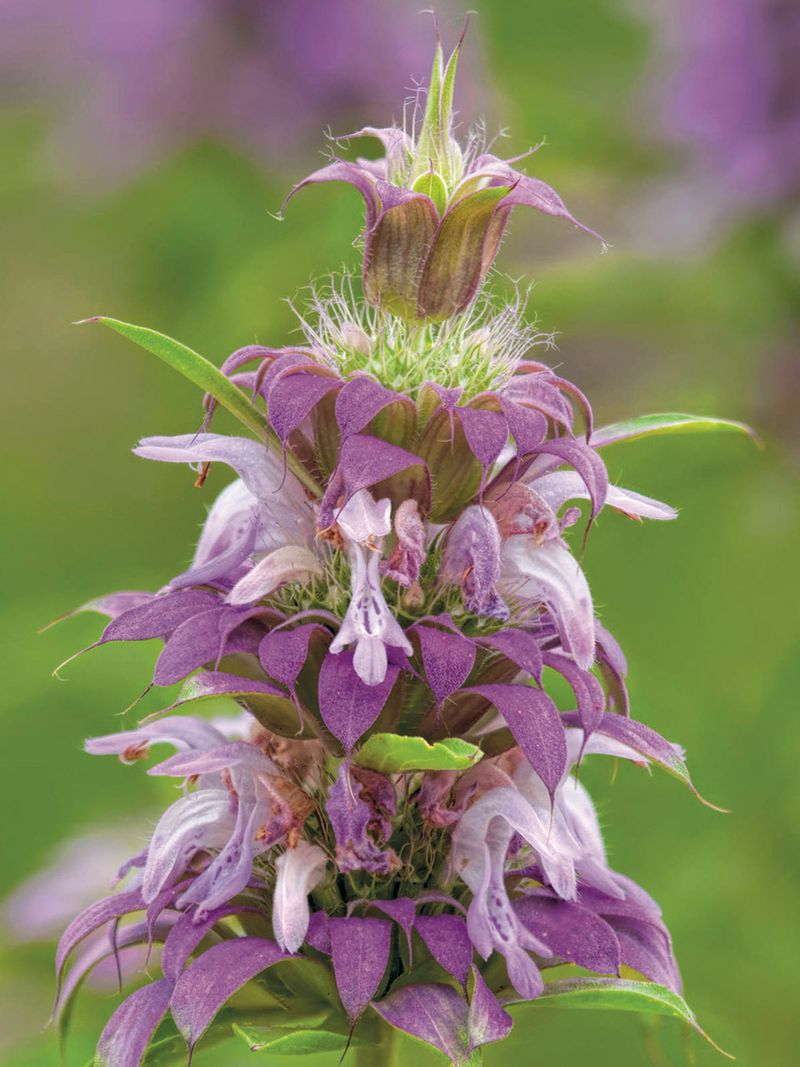 Texas Purple Spike Texas Purple Spike