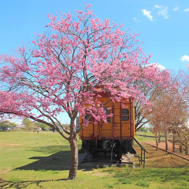 Texas Redbud