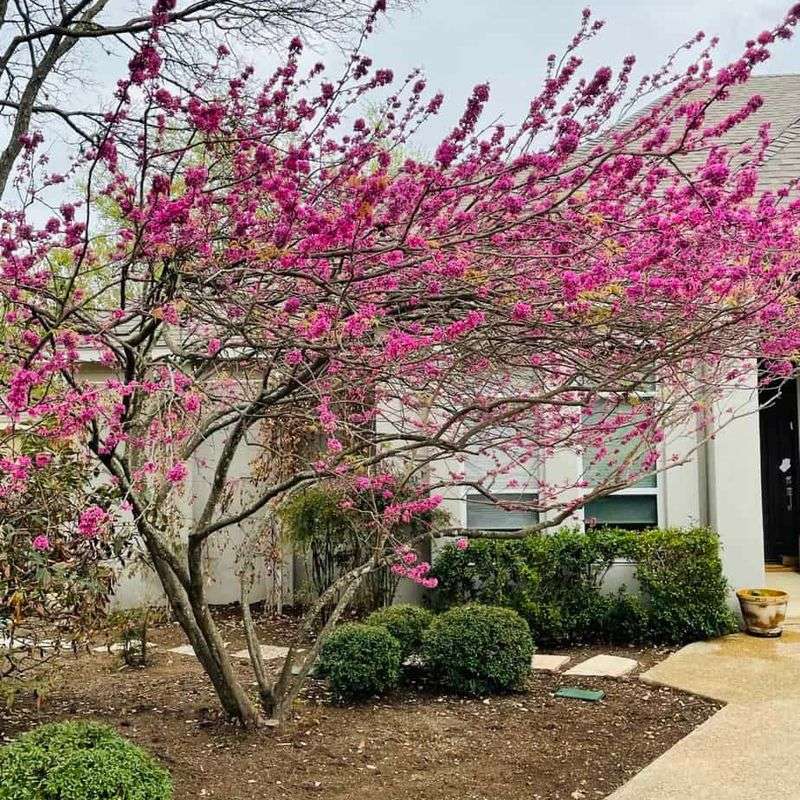 Texas Redbud