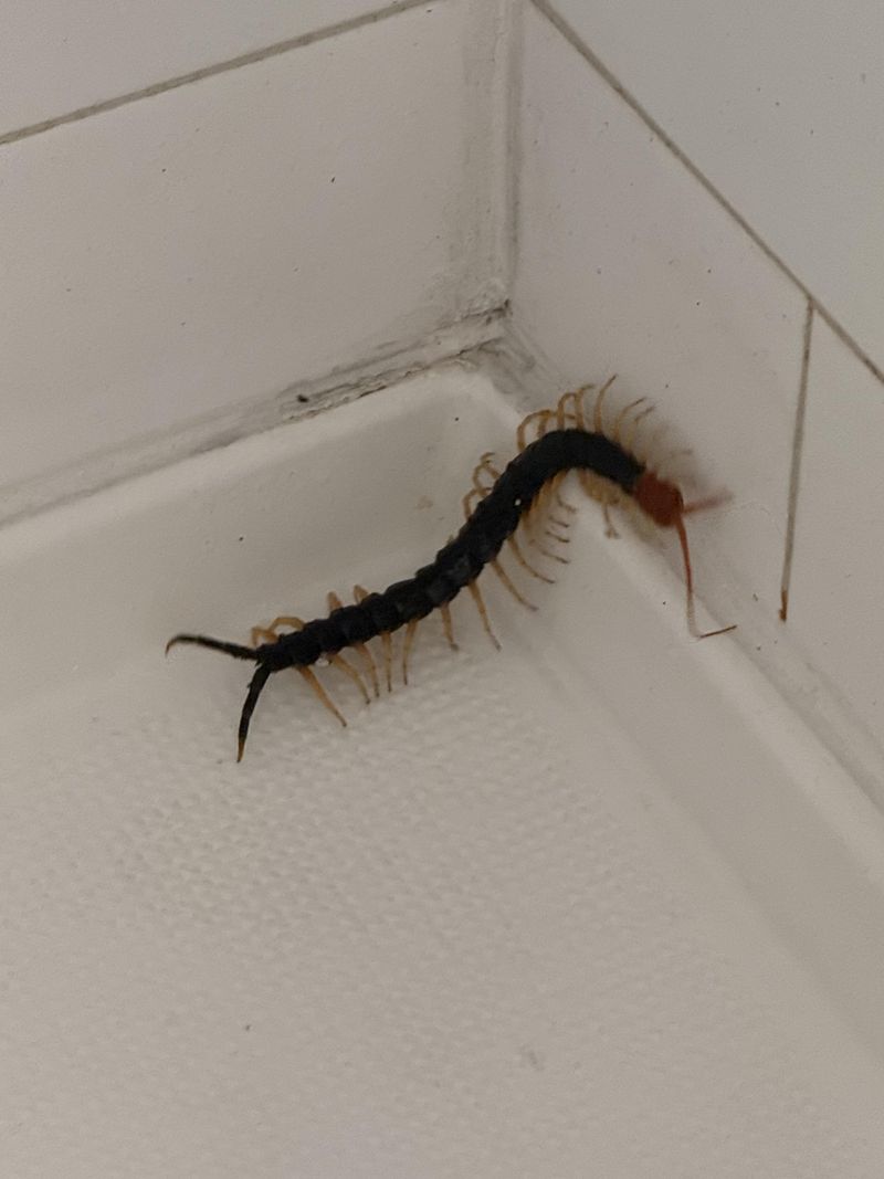 Texas Redheaded Centipede