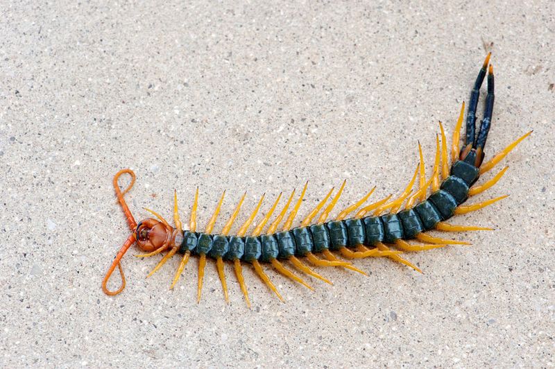 Texas Redheaded Centipede